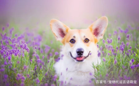 寵物托運公司都有哪些托運服務？